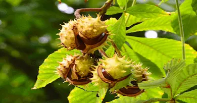 castaño flor