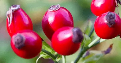 escaramujo