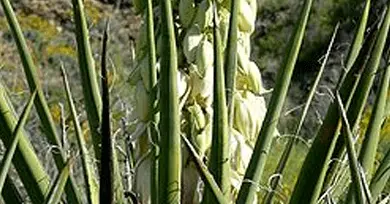 extracto de-yucca