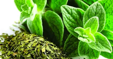 oregano